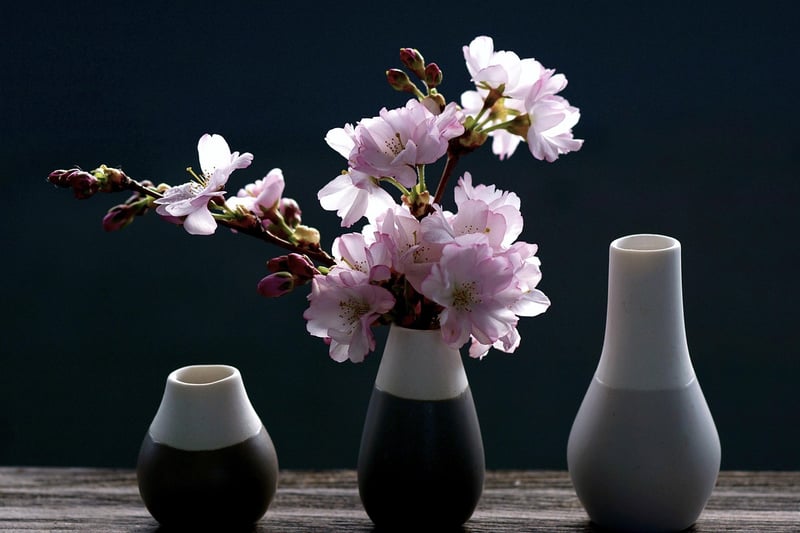 Cherry Blossoms